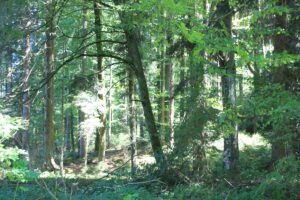 Waldlichtung Jägerweiher Naturschutzgebiet