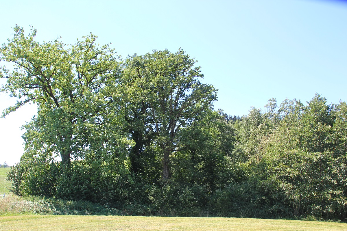 Baumbewuchs Herzogenweiher