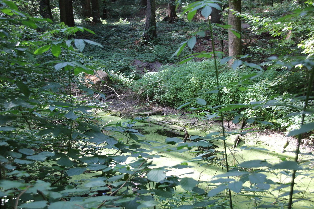 Hühler Ach im Wald der Bettburg