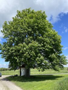 Kastanie Wegkapelle Laimbach Bad Schussenried