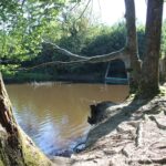 22 Stockweiher Wolfegg Ast