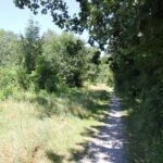 Geologie-Pfad Bad Schussenried Waldpfad