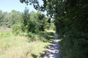 Geologie-Pfad Bad Schussenried Waldpfad