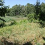 Überwachsene Schienen Geologie-Pfad Bad Schussenried