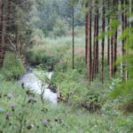 Kanzach fließt durch Wald
