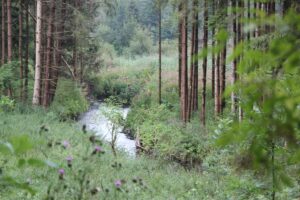 Kanzach fließt durch Wald