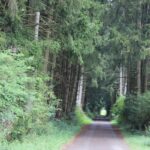 Kanzachweg Wald