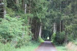 Kanzachweg Wald