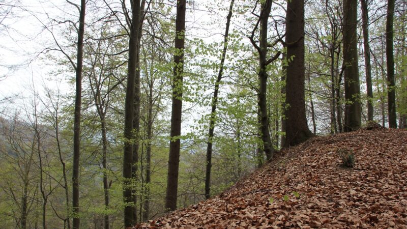 Burgstall Alt-Heiligenberg