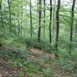 Abhang 'Alte Burg' Langenenslingen