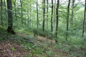 Abhang 'Alte Burg' Langenenslingen