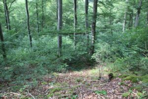 Abhang 'Alte Burg' Langenenslingen Weg