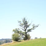 Baum am Moränenrand Landschaft