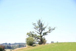 Baum am Moränenrand Landschaft