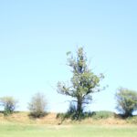 Baumreihe Ebersberg Allgäu