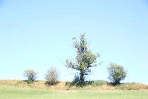 Baumreihe Ebersberg Allgäu