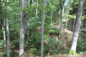 Grabentiefe 'Alte Burg' Langenenslingen