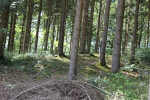 Vorgelagerter Wall 'Alte Burg' Langenenslingen