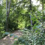 Weg zur 'Alten Burg' Langenenslingen