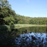 Egelsee Baindt Schilf