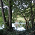 Egelsee Baindt Teichrosen