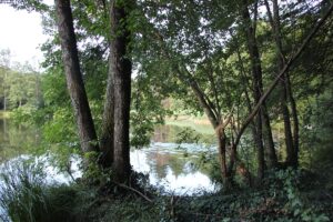 Egelsee Baindt Teichrosen