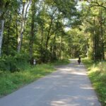 Geteerte Wege Altdorfer Wald