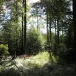 Lichtung zwischen Schanzwiesweiher Bunkhofer Weiher Altdorfer Wald