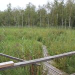 Moosburg Burgstall im Bannried Staudacher