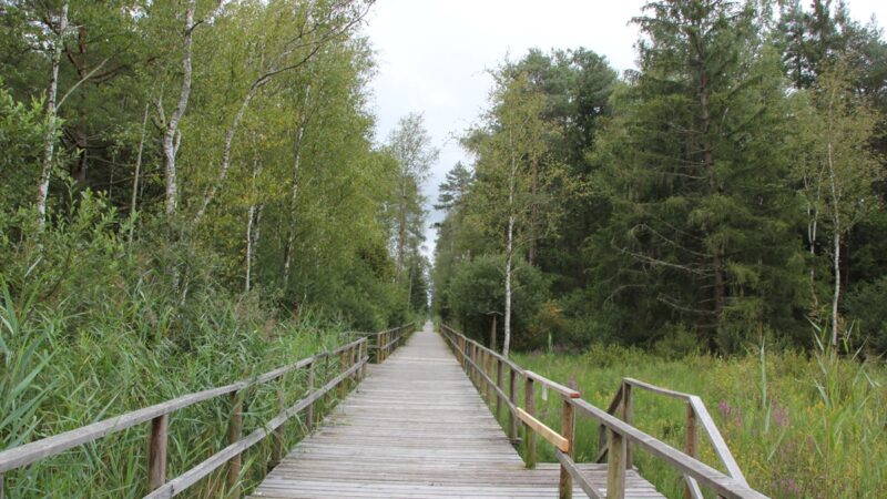 Moosburger Steg durch das Banngebiet Staudacher am Federsee