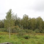 Riedwiese und Wald Moosburger Steg Banngebiet Staudacher