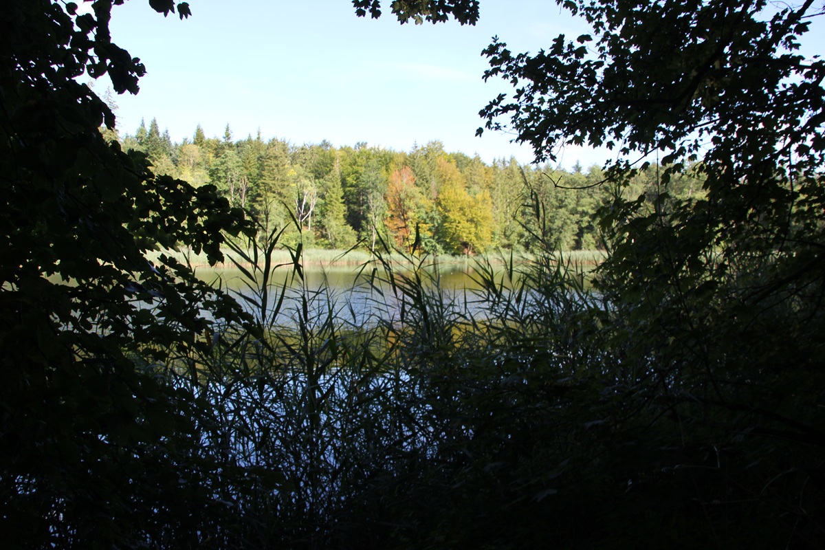 Schanzwiesweiher Bunkhofer Weiher Altdorfer Wald (2)