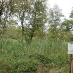 Schilf und Birken Moosburger Steg Banngebiet Staudacher