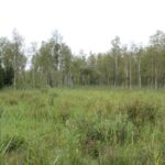 Sumpfwiesen und Birken Moosburger Steg Banngebiet Staudacher