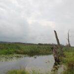 Totholz im Federseekanal