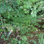 Sulzmoosbach Baindt Freizeitanlage Grüner Berg