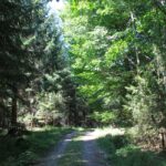 Forst Naturschutzgebiet Gründlenried-Rötseemoos