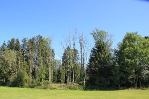 Moor Naturschutzgebiet Gründlenried-Rötseemoos