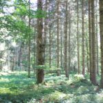Nadelbäume Naturschutzgebiet Gründlenried-Rötseemoos