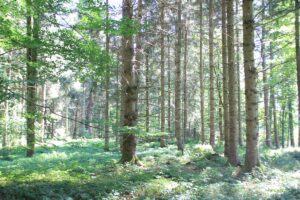 Nadelbäume Naturschutzgebiet Gründlenried-Rötseemoos