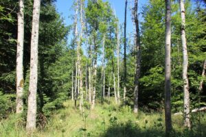 Riedgebiet Naturschutzgebiet Gründlenried-Rötseemoos