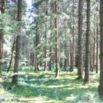 Waldbereich Naturschutzgebiet Gründlenried-Rötseemoos