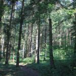 Waldwege Naturschutzgebiet Gründlenried-Rötseemoos