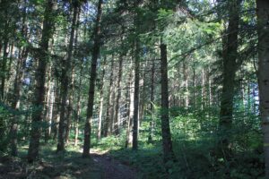 Waldwege Naturschutzgebiet Gründlenried-Rötseemoos