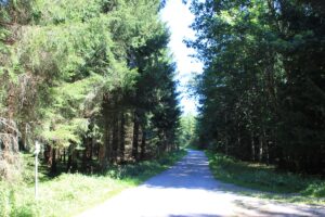 Waldwege im Naturschutzgebiet Gründlenried-Rötseemoos
