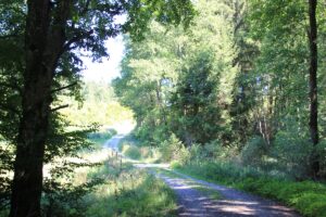 Weg durch Naturschutzgebiet Gründlenried-Rötseemoos