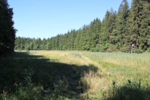 Wiese Naturschutzgebiet Gründlenried-Rötseemoos
